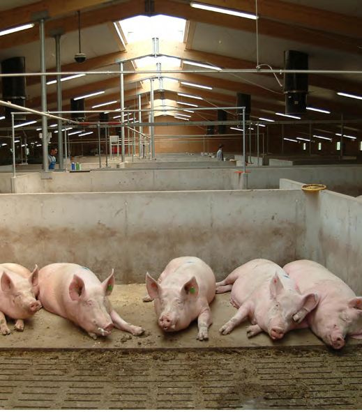 pigs_gow_group_Housing