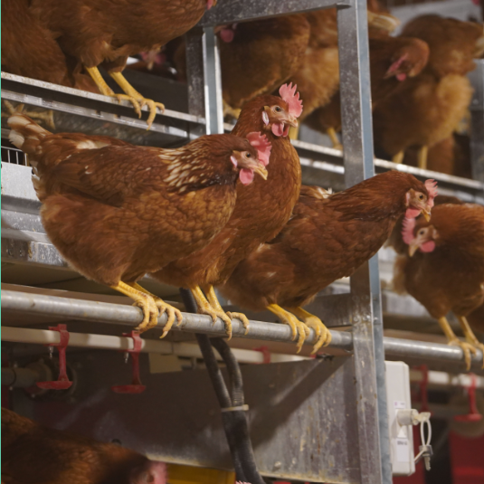 egg-laying hens in an aviary